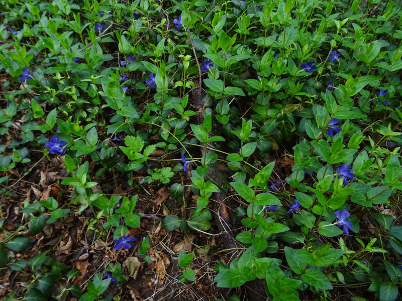 Vinca major / Pervinca maggiore